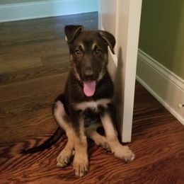 German Shepherd Puppies from Sandy’s Shepherds