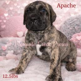 Perro de Presa Canario Puppies from Mesquite Creek Kennels