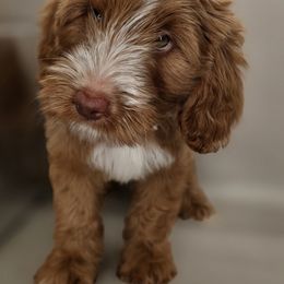 Crickette - Red  male Goldendoodle puppy in Decatur, Tennessee from Diamond's Doodles