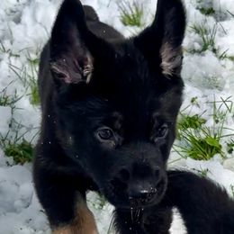 German Shepherd Puppies from Shadow Wraith German Shepherds