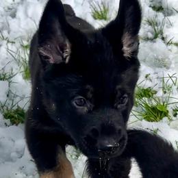 German Shepherd Puppies from Shadow Wraith German Shepherds