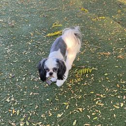 Smoke - Shih Tzu