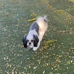 Smoke - Shih Tzu