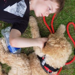 Double Doodle and Goldendoodle Puppies from Badgerland Goldendoodles
