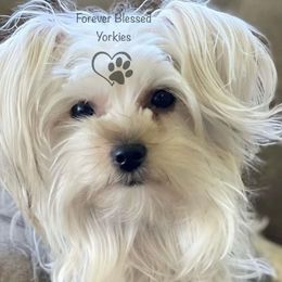 Yorkshire Terriers from Forever Blessed Yorkies