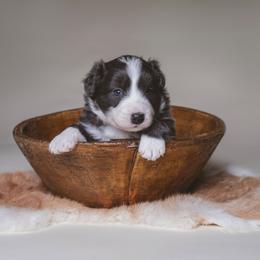 Ullie - White and blue female Border Collie puppy in Fresno, California from Alpine Tails