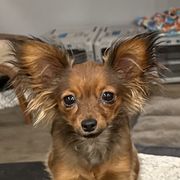 Bijou - Russian Toy
