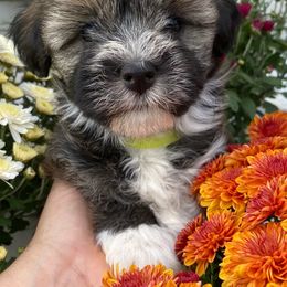 Havanese Puppies from Tye River Havanese