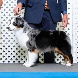 Rizzo - Miniature American Shepherd
