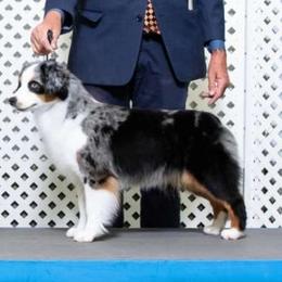 Rizzo - Miniature American Shepherd