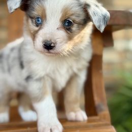 Blue Merle Male - Blue merle male Toy Australian Shepherd puppy in Brashear, Texas from Double R farms