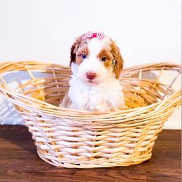 Clementine - Parti female Goldendoodle puppy in Kissimmee, Florida from Poodle Doodle Kennels