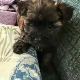Nugget - Black & tan tri-color female Maltipoo puppy in Buffalo, New York from Debra Stacey's Maltipoo Puppies