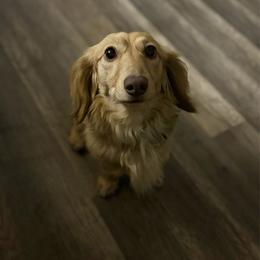 Nugget - Dachshund