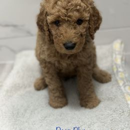 Goldendoodle Puppies from A&B Doodles