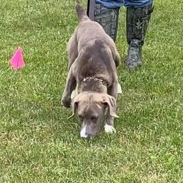 Mountain Cur Puppies from Walnut Ridge Mountain Curs