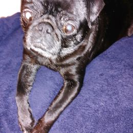 Pugs from Celeste's Pugs