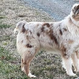 Australian Shepherds from Mountain View Australian Shepherds