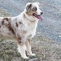 Australian Shepherds from Mountain View Australian Shepherds