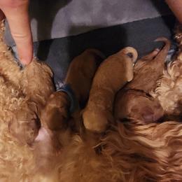 Poodle puppies from Desert Storm Poodles