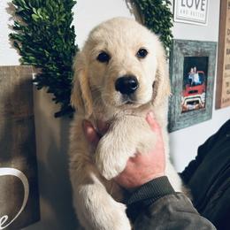 Navy Collar Male - Light golden male Golden Retriever puppy in Rainier, Washington from Hanson’s NW Goldens & Doodles