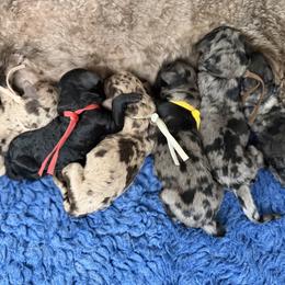 Oakley - Blue merle male Bernedoodle puppy in Fort Collins, Colorado from Front Range Family Doodles