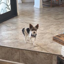 Charlie - Yorkshire Terrier