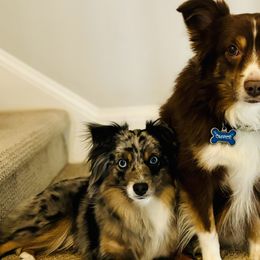 Miniature American Shepherds, Miniature Australian Shepherds, and Toy Australian Shepherds from Corner Oak Aussies
