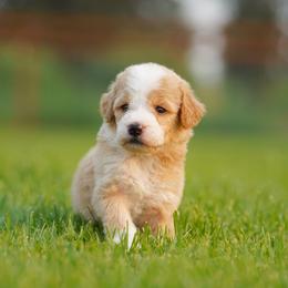 Pretzel - Red male Bernedoodle puppy in Spokane, Washington from Lilac City Doodles