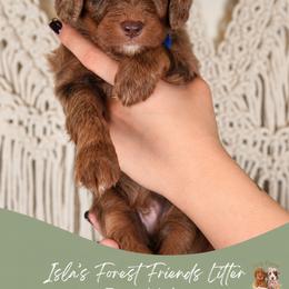 Fox - Merle male Goldendoodle puppy in Norcross, Georgia from Teddy Puppies