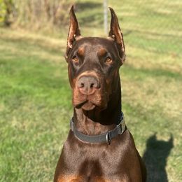Ella - Doberman Pinscher