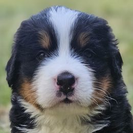 Bernese Mountain Dogs from Rusty Brows Berners