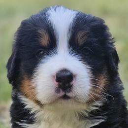 Bernese Mountain Dogs from Rusty Brows Berners
