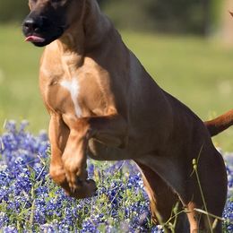 Rhodesian Ridgebacks from Lions Gate  Rhodesian Ridgebacks