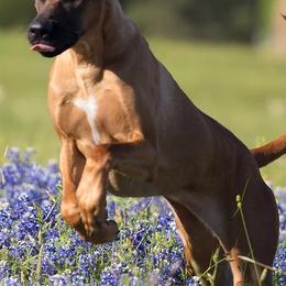 Rhodesian Ridgebacks from Lions Gate  Rhodesian Ridgebacks