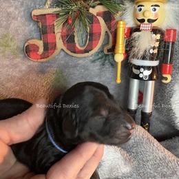 Hermey - Black and cream male Dachshund puppy in Washington from Beautiful Doxies