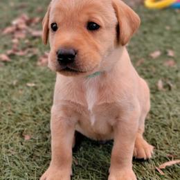Labrador Retriever Puppies from Lady Oak Labradors