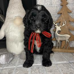 Orange - Black and white female Sheepadoodle puppy in Archer, Florida from Gainesville Sheepadoodles