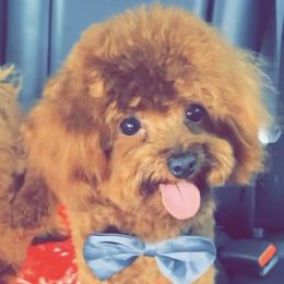 nano - Poodle