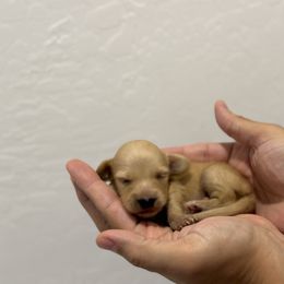 Buzz - Cream male Dachshund puppy in Goodyear, Arizona from D&C Royal Dachshunds LLC