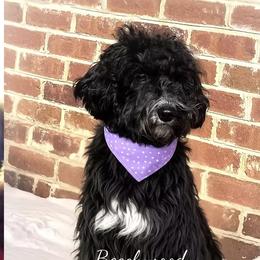 Biscuit - Goldendoodle