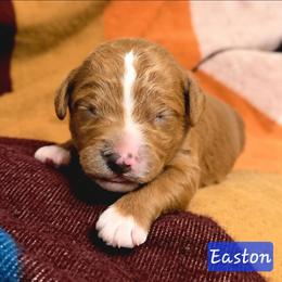 Easton (Bentley) - Red  male Goldendoodle puppy in Hendersonville, Tennessee from Ben's Best Buddy Goldendoodles
