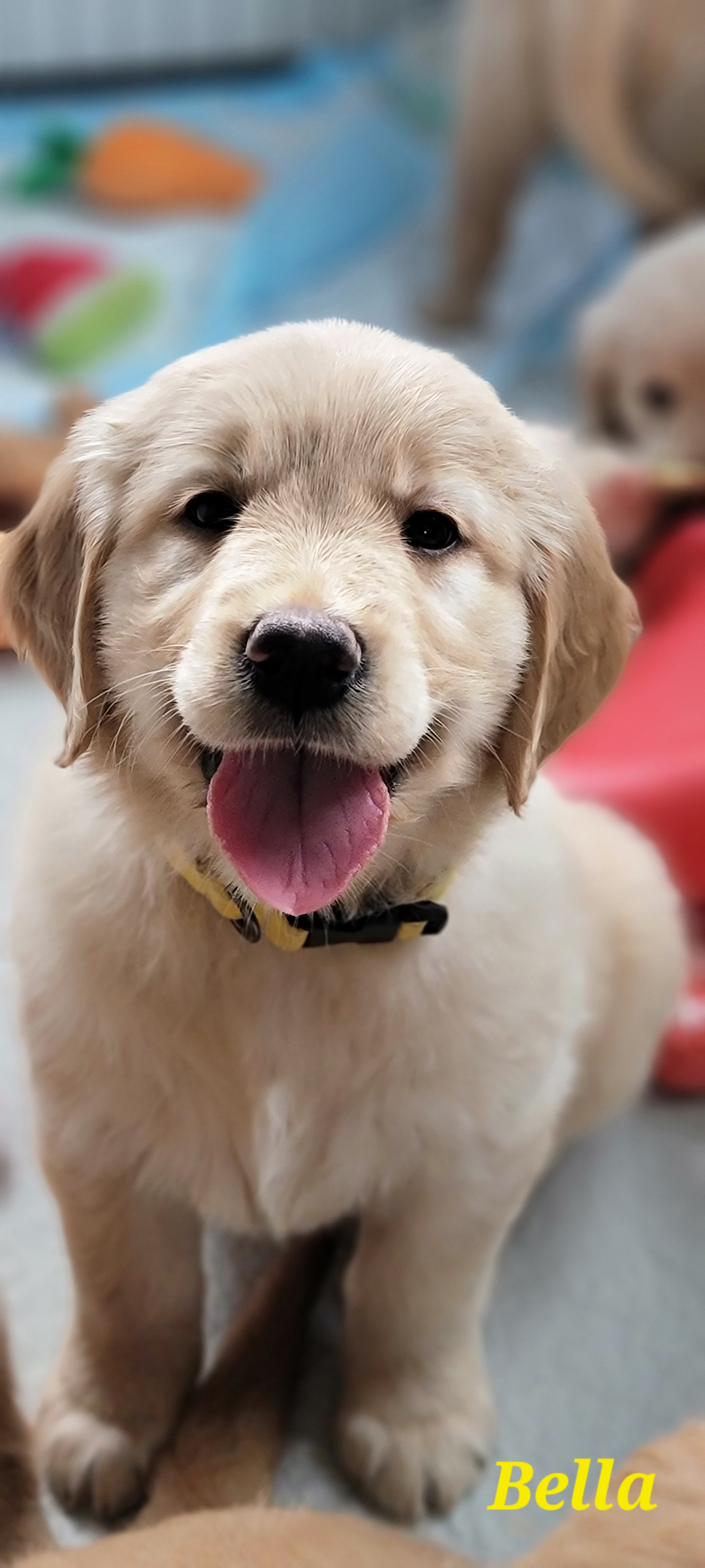 Golden Retriever Puppies from JK Goldens