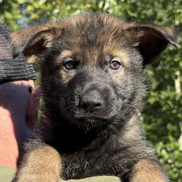 Royal - Sable male German Shepherd puppy in Buffalo, West Virginia from Z Tykev Vino LLC