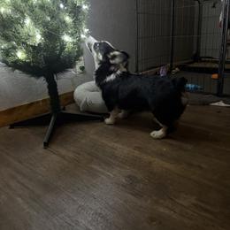 Pembroke Welsh Corgi Puppies from S7 Corgis and Chaos