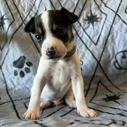 Jasper - Black white and tan male Rat Terrier puppy in Molalla, Oregon from The Puppy Patch Rat Terriers