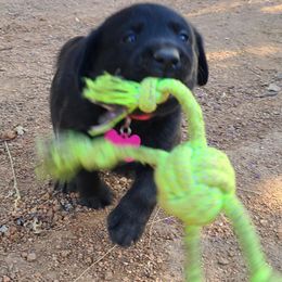 Labrador Retriever Puppies from Labrador Trails