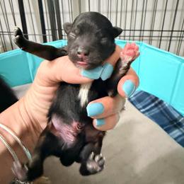 Cadbury - Black and tan male Pomeranian puppy in Clarksville, Tennessee from Bee Mine Maltipoos and Pomeranians