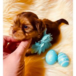 Rocco - Red and tan male Shih Tzu puppy in Port Orchard, Washington from Buttons N Bows