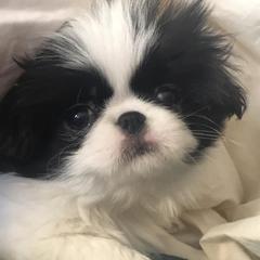 Japanese Chin Puppies from Montra Japanese Chin